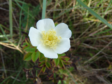 Petites fleurs solitaires roses ou blanches. Agrandir dans une nouvelle fenêtre (ou onglet)